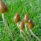 Image for article titled How Mushrooms Expand Your Mind and Amplify Your Brain's Dreaming Areas